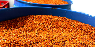 Actualmente contamos con 2 toneladas de espino amarillo congelado