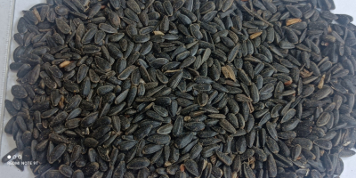 Busco comprar semillas de girasol sin cáscara. Preferiblemente envasadas