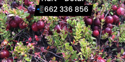 TEMPORADA DE ARÁNDANOS ROJOS: Vendo arándanos rojos de pantano