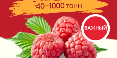 Calidad: 95/5 o &gt;90% de contenido de bayas enteras