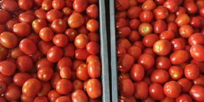 Tomates de campo en venta. Precio negociable, alrededor de