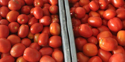 Tomates de campo en venta. Precio negociable, alrededor de