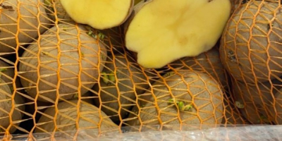 Vendemos papas en grandes cantidades y de diversas variedades.