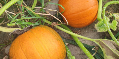 Venderé calabazas Gómez y Hokkaido, teléfono [teléfono]