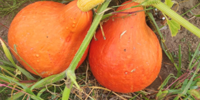 Venderé calabazas Gómez y Hokkaido, teléfono [teléfono]