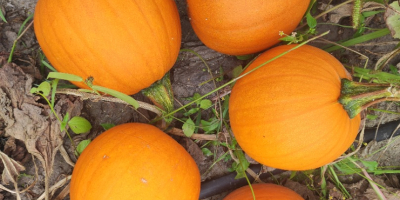 Venderé calabazas Gómez y Hokkaido, teléfono [teléfono]