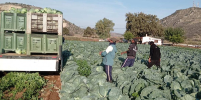 Hola. Tengo una col blanca de la variedad ALMA