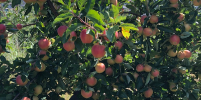 Vendo manzanas para procesar y hacer jugo, en grandes