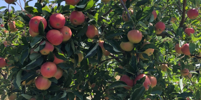 Vendo manzanas para procesar y hacer jugo, en grandes