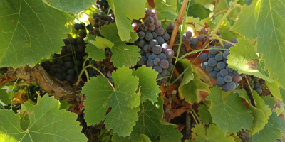 UVA GARNACHA TINTA DE EXCELENTE CALIDAD – ¡LISTA PARA