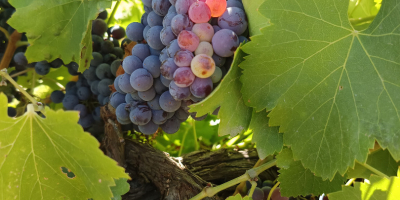 UVA GARNACHA TINTA DE EXCELENTE CALIDAD – ¡LISTA PARA