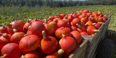 Hola, vendo una calabaza Hokkaido recién cosechada, que actualmente