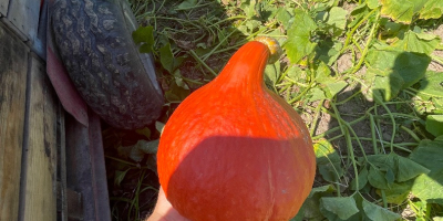 Hola, vendo una calabaza Hokkaido recién cosechada, que actualmente