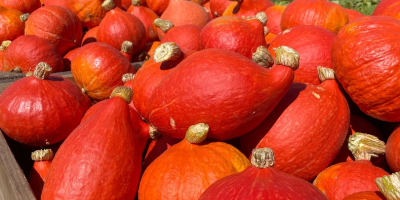 Hola, vendo una calabaza Hokkaido recién cosechada, que actualmente