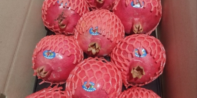 Exportación de granadas frescas desde Uzbekistán, empaquetadas en caja