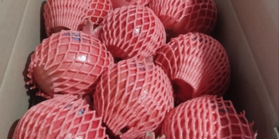 Exportación de granadas frescas desde Uzbekistán, empaquetadas en caja