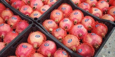Exportación de granadas frescas desde Uzbekistán, empaquetadas en caja