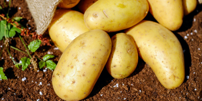 Empresa polaca que ofrece patatas de diversas variedades y