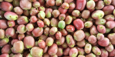 Kiwis mini a la venta. Cosecha de este año.