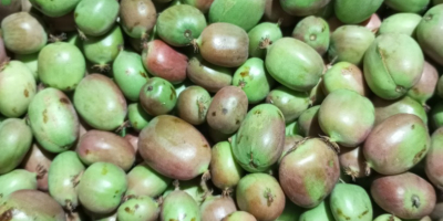 Kiwis mini a la venta. Cosecha de este año.