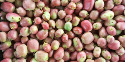 Kiwis mini a la venta. Cosecha de este año.