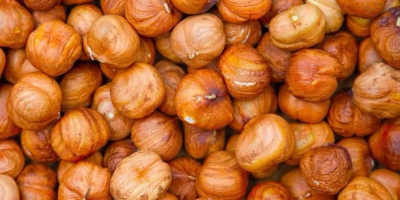 Avellanas azerbaiyanas premium. Nuestras avellanas se cultivan en regiones