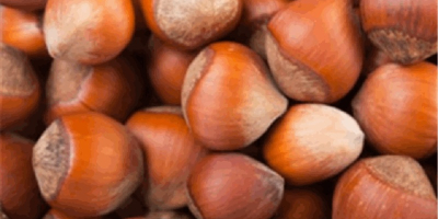 Avellanas azerbaiyanas premium. Nuestras avellanas se cultivan en regiones