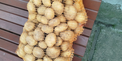 Vendo patatas Denar, Lord, Bielorrusia, preparadas a pedido, 1
