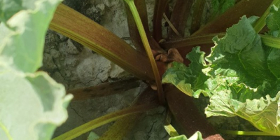 Hola, tengo en venta ruibarbo de la variedad Lider,