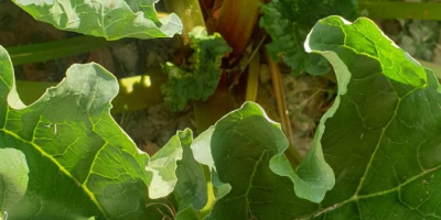 Hola, tengo en venta ruibarbo de la variedad Lider,