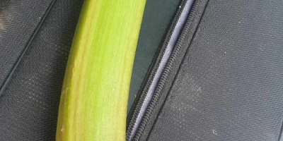 Hola, tengo en venta ruibarbo de la variedad Lider,