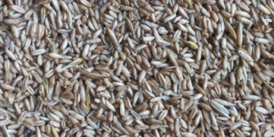 Tengo aproximadamente 5 toneladas de avena descascarillada a la