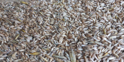 Tengo aproximadamente 5 toneladas de avena descascarillada a la