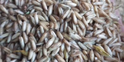 Tengo aproximadamente 5 toneladas de avena descascarillada a la