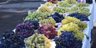 Exportación de uvas frescas desde Uzbekistán: Rizamat, Kishmish Kora,