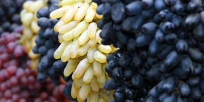 Exportación de uvas frescas desde Uzbekistán: Rizamat, Kishmish Kora,