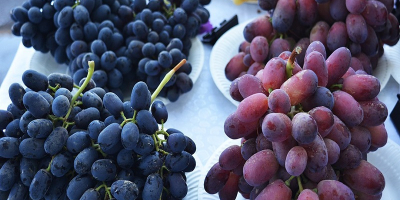 Exportación de uvas frescas desde Uzbekistán: Rizamat, Kishmish Kora,