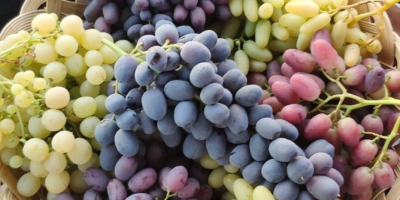 Exportación de uvas frescas desde Uzbekistán: Rizamat, Kishmish Kora,