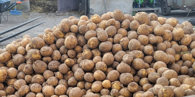 Vendo papas comestibles directamente del campo, variedades: - gala
