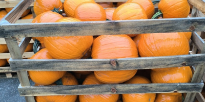 Calabaza de Halloween, variedad Gladiador/Corredor/Maya. 6-13 kg, lavada. Embalaje:
