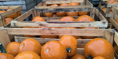 Calabaza de Halloween, variedad Gladiador/Corredor/Maya. 6-13 kg, lavada. Embalaje: