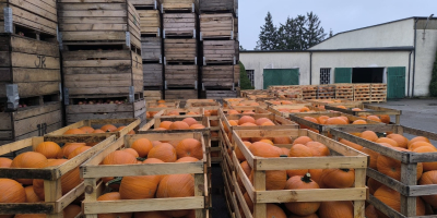 Calabaza de Halloween, variedad Gladiador/Corredor/Maya. 6-13 kg, lavada. Embalaje: