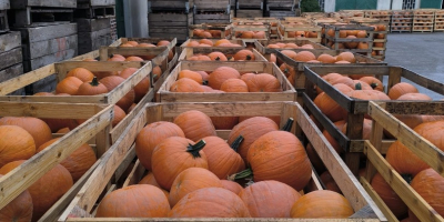 Calabaza de Halloween, variedad Gladiador/Corredor/Maya. 6-13 kg, lavada. Embalaje:
