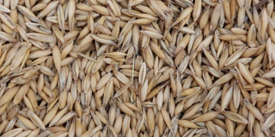 Vendemos aproximadamente 60 toneladas de avena de la cosecha