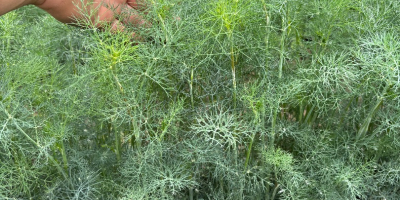 Vendo eneldo verde por kilo, cortado a pedido, grandes