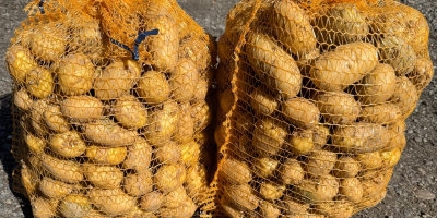 Vendo papas comestibles Soraya envasadas en bolsas grandes o