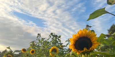 Se venden hermosos girasoles sanos. Disponibles en cualquier cantidad.