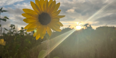 Se venden hermosos girasoles sanos. Disponibles en cualquier cantidad.