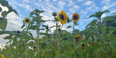 Se venden hermosos girasoles sanos. Disponibles en cualquier cantidad.