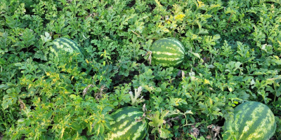 Productor local que vende sandías directamente del campo, en
